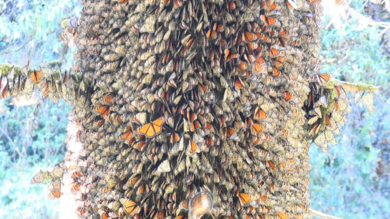 Read more about the article My Memoir