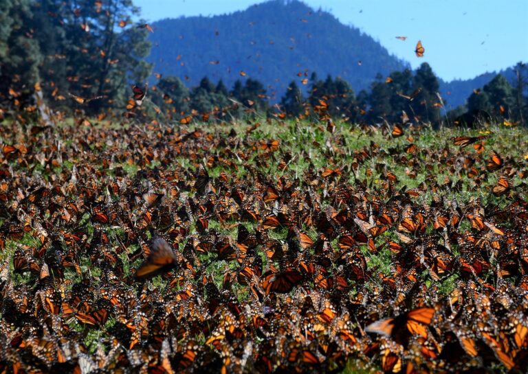 Read more about the article Selected Press